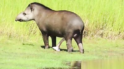 Tapir