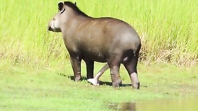 Tapir