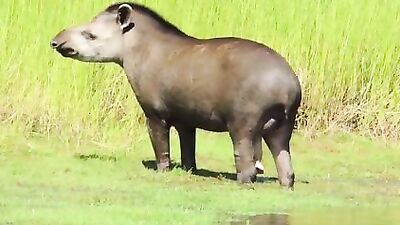 Tapir