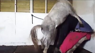 Grannys Naughty Surprise with Hung Stallion