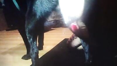 Travesti zoófilo sexy follándose a un perro pervertido