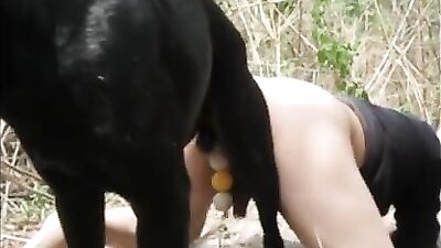 Dog + ball