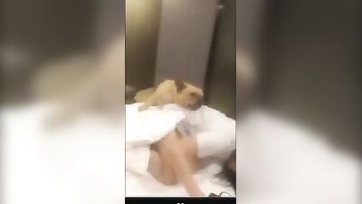 Chinese girlfriend play with his boyfriends dog