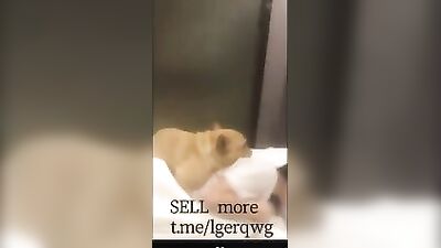 Chinese girlfriend play with his boyfriends dog