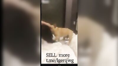 Chinese girlfriend play with his boyfriends dog