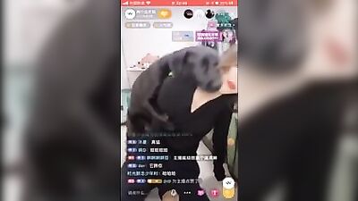 Chinese beauty live broadcast her dog estrus