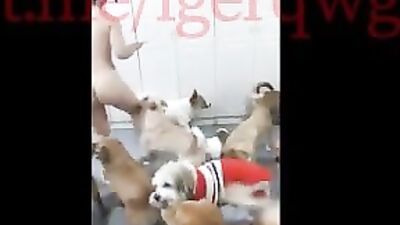 Chinese girl fuck with many dogs