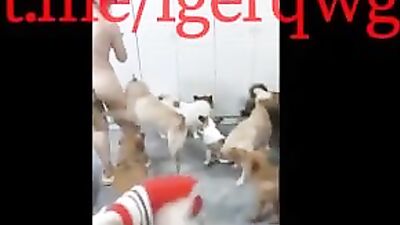 Chinese girl fuck with many dogs