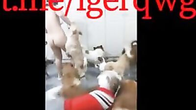 Chinese girl fuck with many dogs