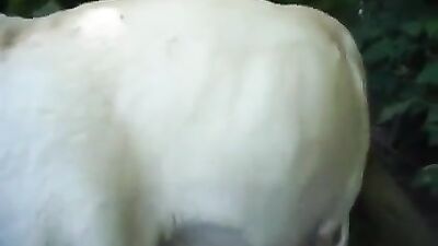 Brunette with sexy lines doggy style fucked by a dog in outdoor