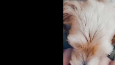 Yasmin Gets Knotted in Canine Threesome Blowbang