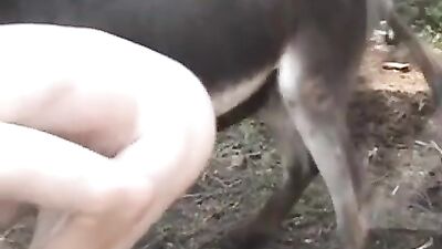 Gran caballo negro se folla su apretado agujero anal