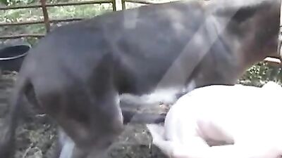 Gran caballo negro se folla su apretado agujero anal