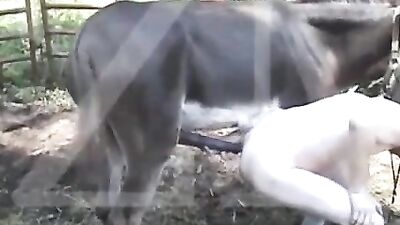 Gran caballo negro se folla su apretado agujero anal