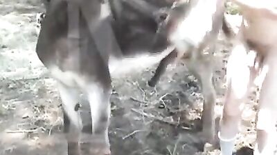 Gran caballo negro se folla su apretado agujero anal