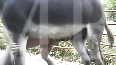 Gran caballo negro se folla su apretado agujero anal