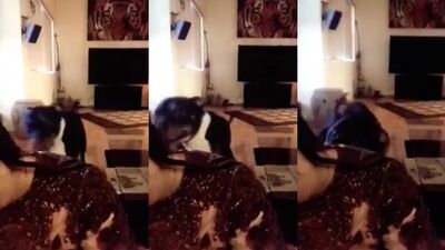 Breed Me Hard - Amateur Babe Takes Huge Dog Cock In Steamy Doggy