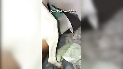 Sex dog cum-2