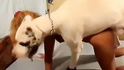 WHITE DOG HUMPING A BLONDE ZOOPHILE FROM BEHIND