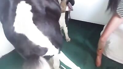 Horny Mares Get Filthy Dose of Horse Cum