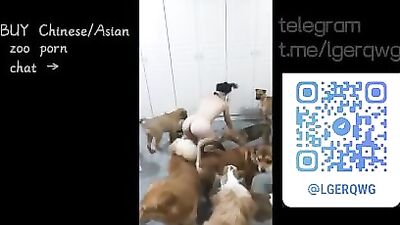Chinese girl got Gangbanged by DOGS