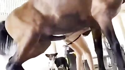 Bestiality Porn Maria sekalska