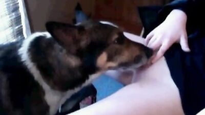Dirty Dog Licks Hot Girls Pussy