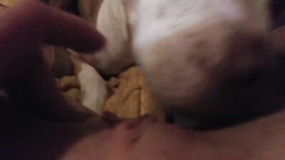 Bulldog Devours Blondes Bubble Butt, Unloads Face-Filling Cum