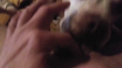 Bulldog Devours Blondes Bubble Butt, Unloads Face-Filling Cum