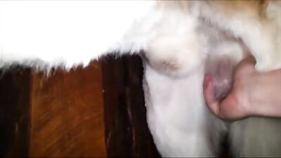 Hungry Bulldog Devours Curvy Teens Tight Pussy