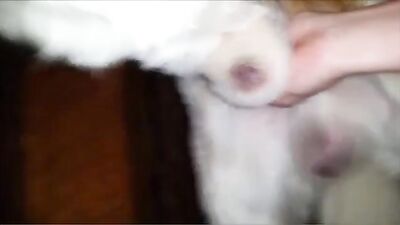Hungry Bulldog Devours Curvy Teens Tight Pussy