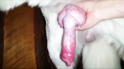 Hungry Bulldog Devours Curvy Teens Tight Pussy