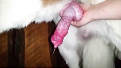 Hungry Bulldog Devours Curvy Teens Tight Pussy