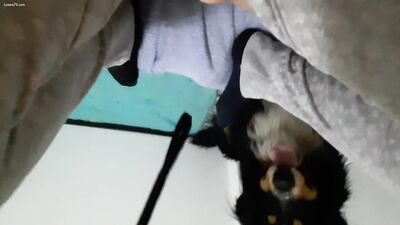 Puppy Licks Teens Pretty Pussy To Satisfy Hung Horsecock