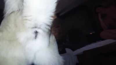 Wifes Secret Puppy Playtime Leads to Devouring Deepthroat