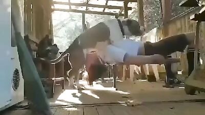 Pups Hung Hostess Gags On Dick