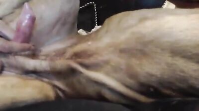 Horny Horse Fucks Cute Piglets Face in Animal Sex!