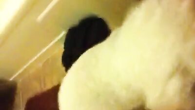 No banheiro com seu poodle