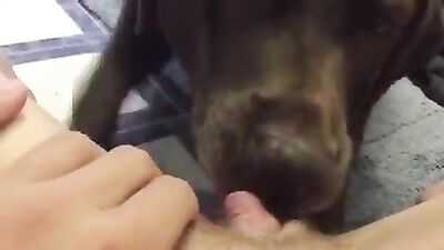 Cão lambendo buceta greluda