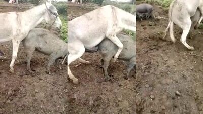 Filthy Farm Frenzy: Donkey Devours Piggy Slut