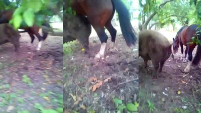 Horny Pig Licks & Gets Railed By Hung Stallion