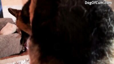 Busty Amateur Licks & Gets Nailed By Rottweiler