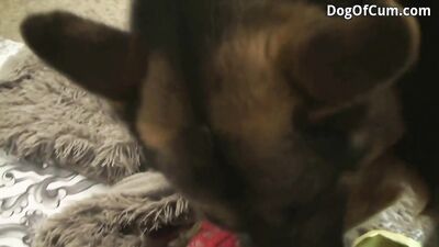 Busty Amateur Licks & Gets Nailed By Rottweiler