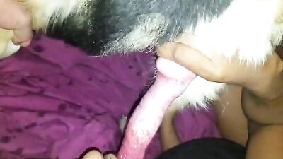 gostosa chupando um dog