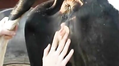Fisting a cow at the farm