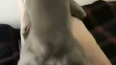 Tiny Chihuahua Licked & Mounted By Horny Babe