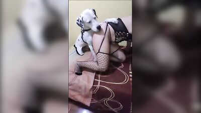 Brunette wife filmed in great scenes trying sex with the dog