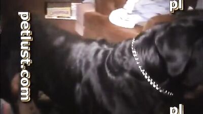 Brutal Gay Doggy Anal Bestiality