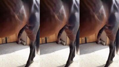 Horny Maria Gets Ridden Hard By Stallion