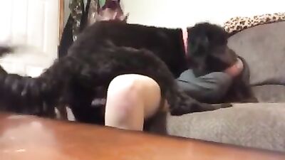 Pawsome Pussy Pleasure